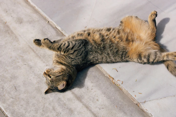 猫,首輪,迷子,室内飼い,必要