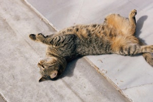 猫,首輪,迷子,室内飼い,必要