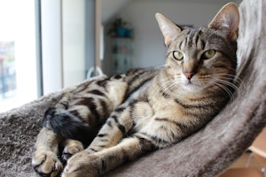 猫,首輪,迷子,室内飼い,必要