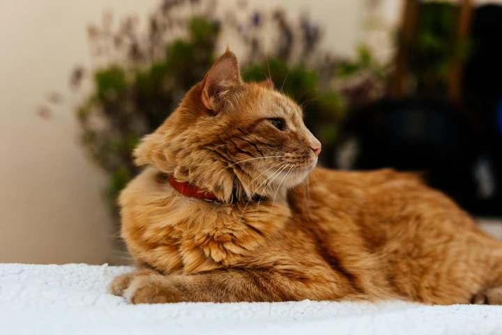 猫,首輪,迷子,室内飼い,必要