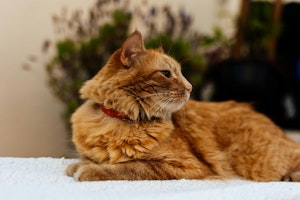 猫,首輪,迷子,室内飼い,必要