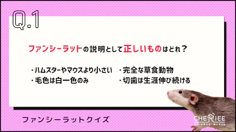 【クイズ】ファンシーラットってどんな動物か知ってる?のアイキャッチ画像