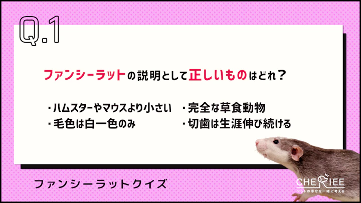 【クイズ】ファンシーラットってどんな動物か知ってる?のアイキャッチ画像