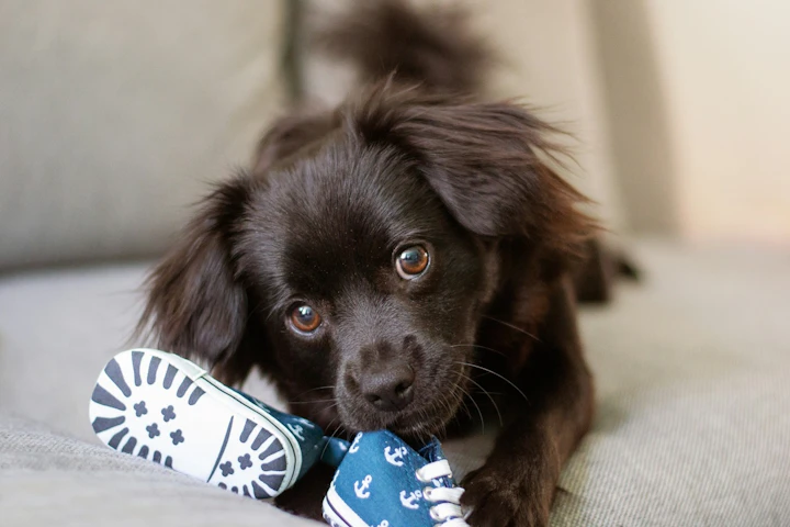 犬,叱り方,行動,言葉,いたずら