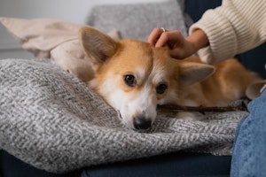 犬,叱り方,行動,言葉,いたずら