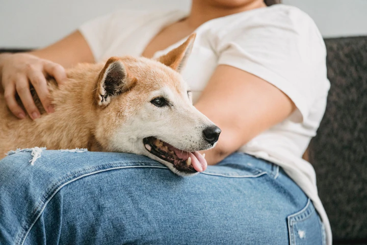 犬,叱り方,行動,言葉,いたずら