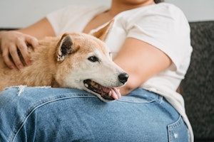 犬,叱り方,行動,言葉,いたずら