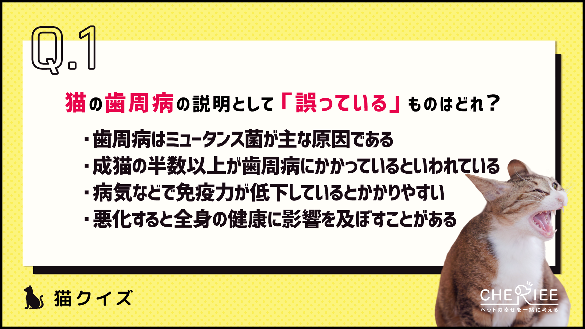 【クイズ】愛猫の歯を守ろう！猫の歯みがきクイズ