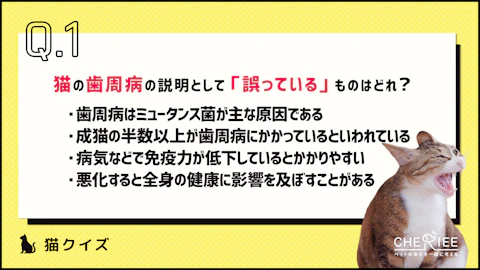 【クイズ】愛猫の歯を守ろう!猫の歯みがきクイズのアイキャッチ画像
