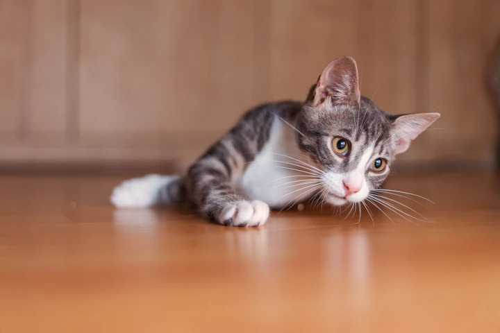 猫,賃貸,床材,傷,音,退去