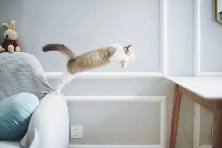 猫,賃貸,床材,傷,音,退去