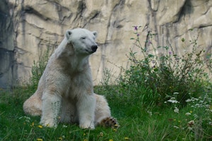 動物園,入場料,寄付,運営,サポーター