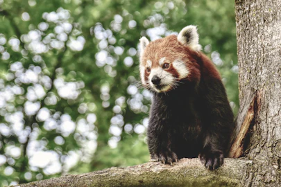 動物園の入場料がこんなに安い理由、気になったことはありますか？のアイキャッチ画像
