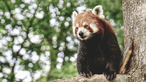 動物園の入場料がこんなに安い理由、気になったことはありますか?のアイキャッチ画像