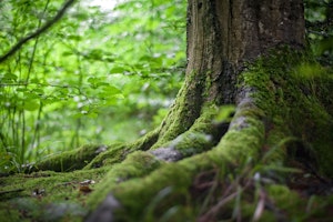 野生動物,鳥獣保護管理法,行政,窓口,保護