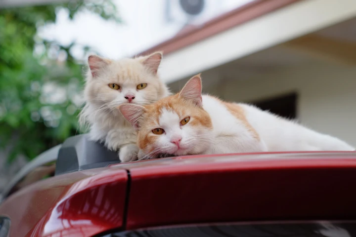 #猫バンバン,車,ボンネット,日産,JAF