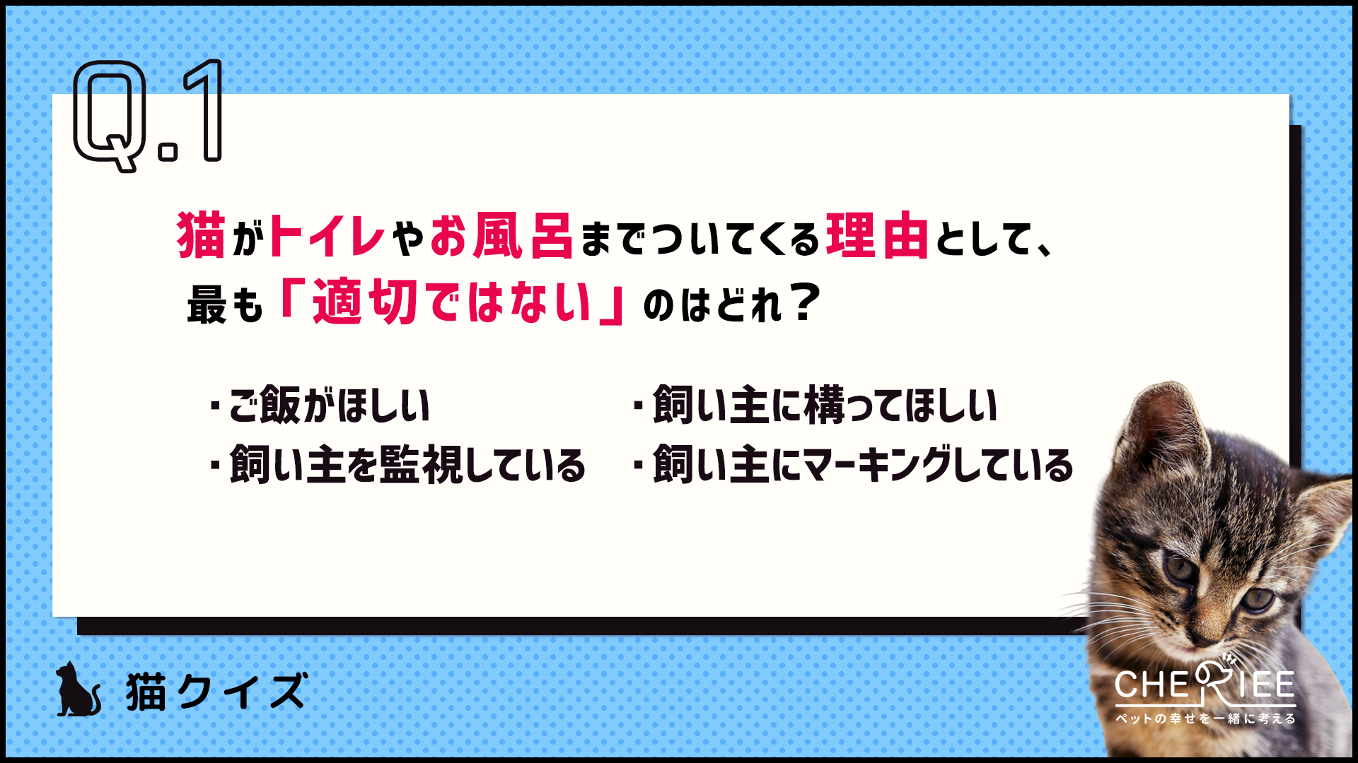 【クイズ】猫がトイレやお風呂についてくる理由とは？