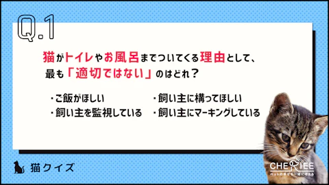 【クイズ】猫がトイレやお風呂についてくる理由とは?のアイキャッチ画像