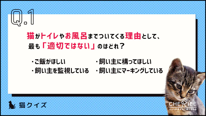 【クイズ】猫がトイレやお風呂についてくる理由とは?のアイキャッチ画像