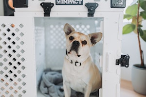 犬,車,吠える,原因,対処法