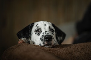 犬,車,吠える,原因,対処法