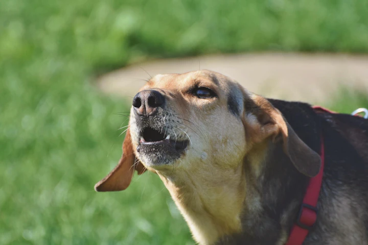 犬,車,吠える,原因,対処法