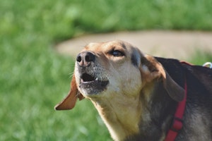 犬,車,吠える,原因,対処法