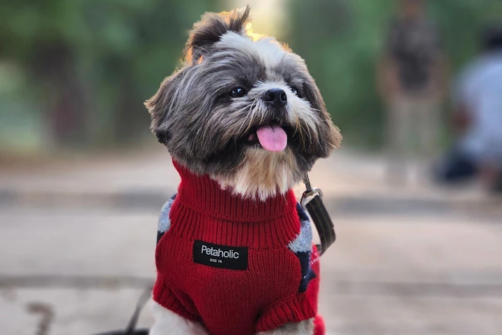 犬,洋服,インスタ映え,Instagram,写真