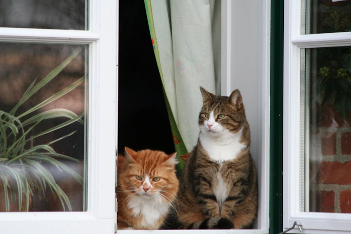 猫,野良猫,保護,動物病院,費用