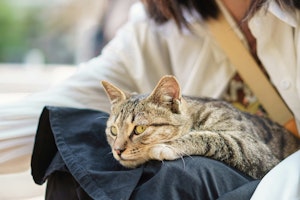 猫,野良猫,保護,動物病院,費用
