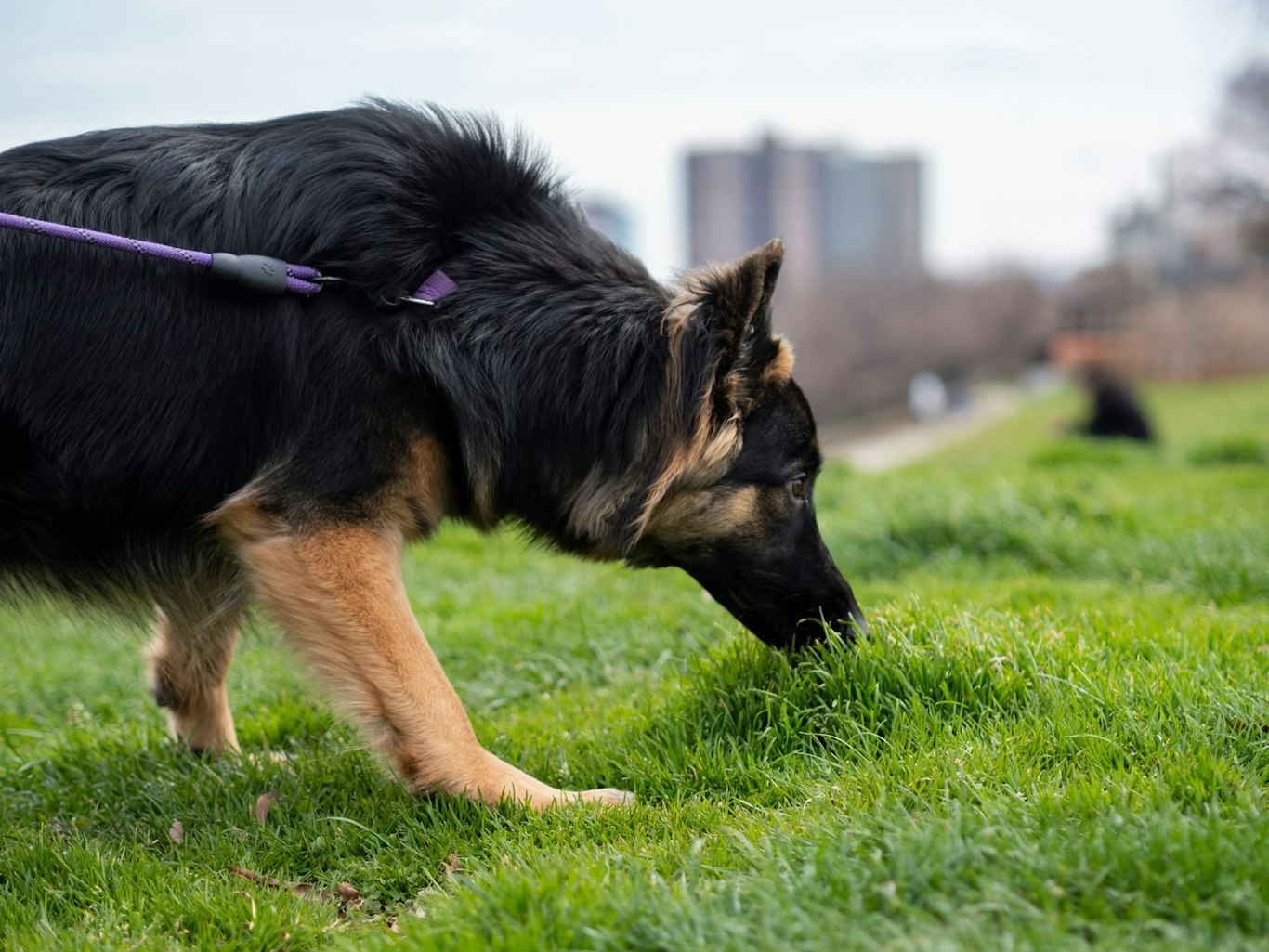 犬の散歩中のにおい嗅ぎ、やめさせるべき？上手な付き合い方を解説