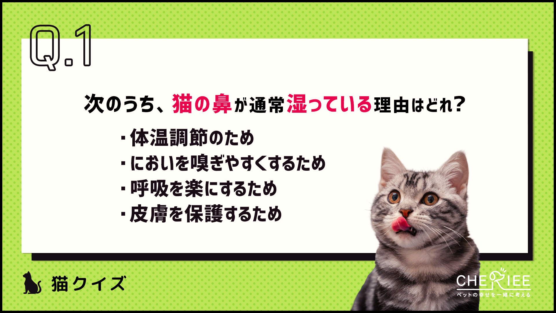 【クイズ】どれだけ知ってる？もっと猫が好きになる雑学クイズ③