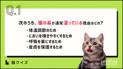 【クイズ】どれだけ知ってる?もっと猫が好きになる雑学クイズ③のアイキャッチ画像