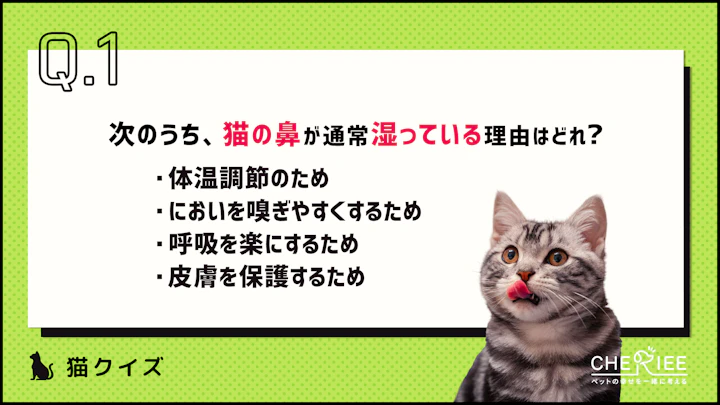 【クイズ】どれだけ知ってる?もっと猫が好きになる雑学クイズ③のアイキャッチ画像