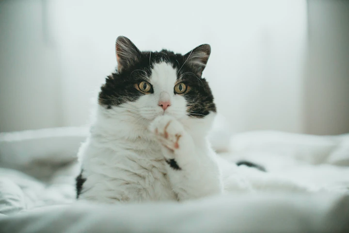人獣共通感染症,ズーノーシス,猫ひっかき病,皮膚糸状菌症,トキソカラ症,パスツレラ症,健康診断