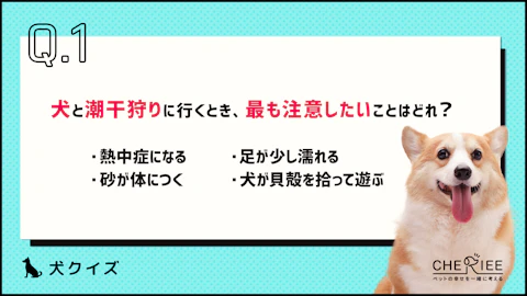 【クイズ】愛犬と一緒に潮干狩りを楽しめる?のアイキャッチ画像