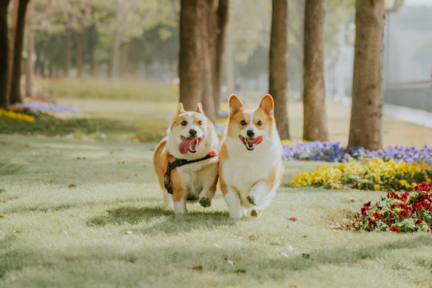 【2026年7・8月】関西版・愛犬と行きたいイベント情報!のアイキャッチ画像