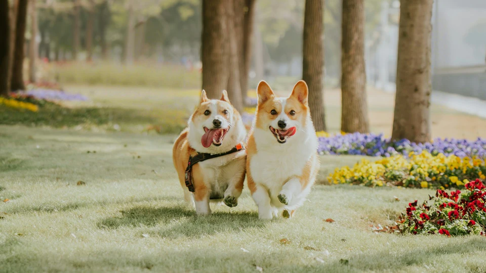 【2026年7・8月】関西版・愛犬と行きたいイベント情報!
