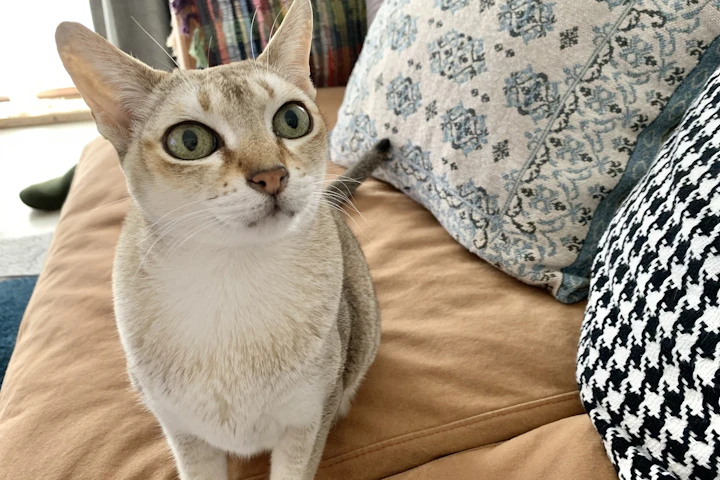 シンガプーラ,飼いやすい,猫種