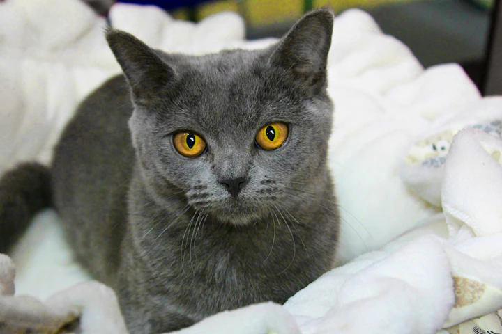 シャルトリュー,飼いやすい,猫種