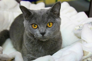 シャルトリュー,飼いやすい,猫種