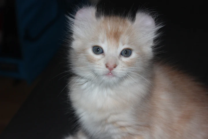 アメリカンカール,飼いやすい,猫種