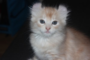 アメリカンカール,飼いやすい,猫種