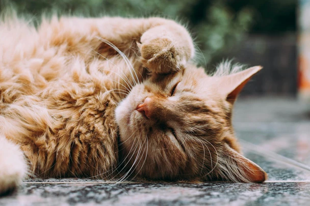 猫がごはんを食べないのはなぜ？6つの原因と対処法を解説のアイキャッチ画像