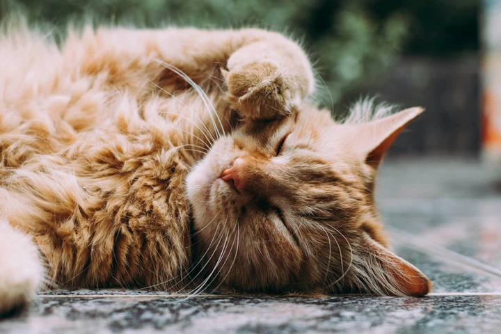 猫がごはんを食べないのはなぜ？6つの原因と対処法を解説 - CHERIEE あにまるマガジン