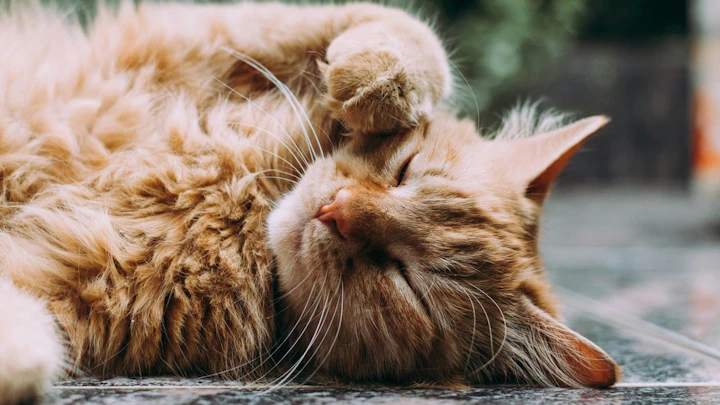猫がごはんを食べないのはなぜ?6つの原因と対処法を解説のアイキャッチ画像