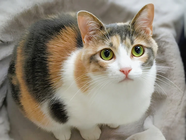 三毛猫,遺伝子,ジャパニーズボブテイル,オス,メス