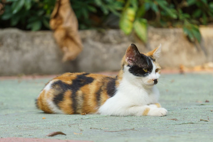 三毛猫,遺伝子,ジャパニーズボブテイル,オス,メス