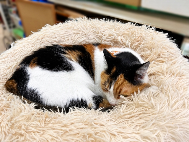 三毛猫,遺伝子,ジャパニーズボブテイル,オス,メス