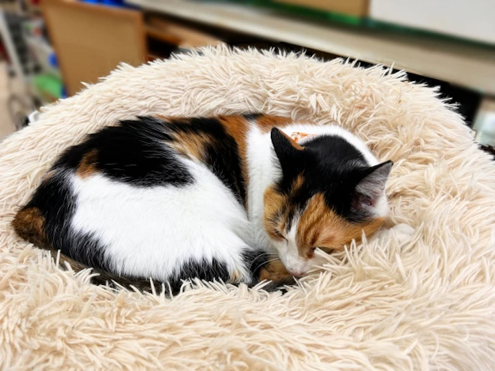 三毛猫,遺伝子,ジャパニーズボブテイル,オス,メス